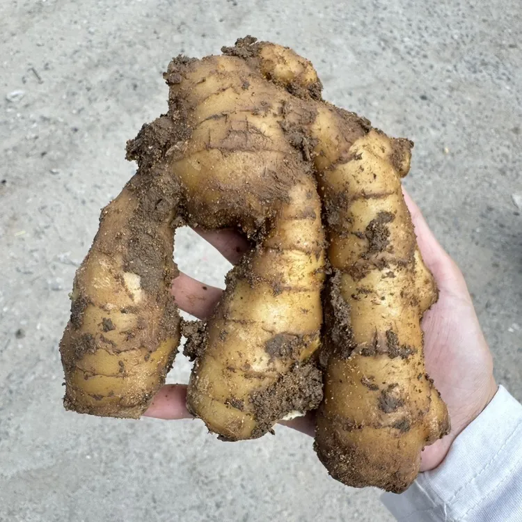 现挖现发山东生姜老姜大姜姜新鲜非水洗风干生姜