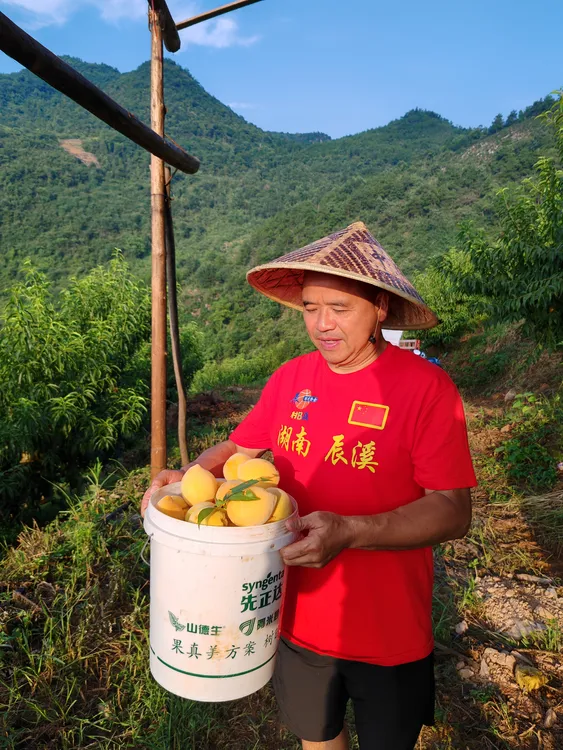 湖南高山锦绣黄桃（杰哥精选）