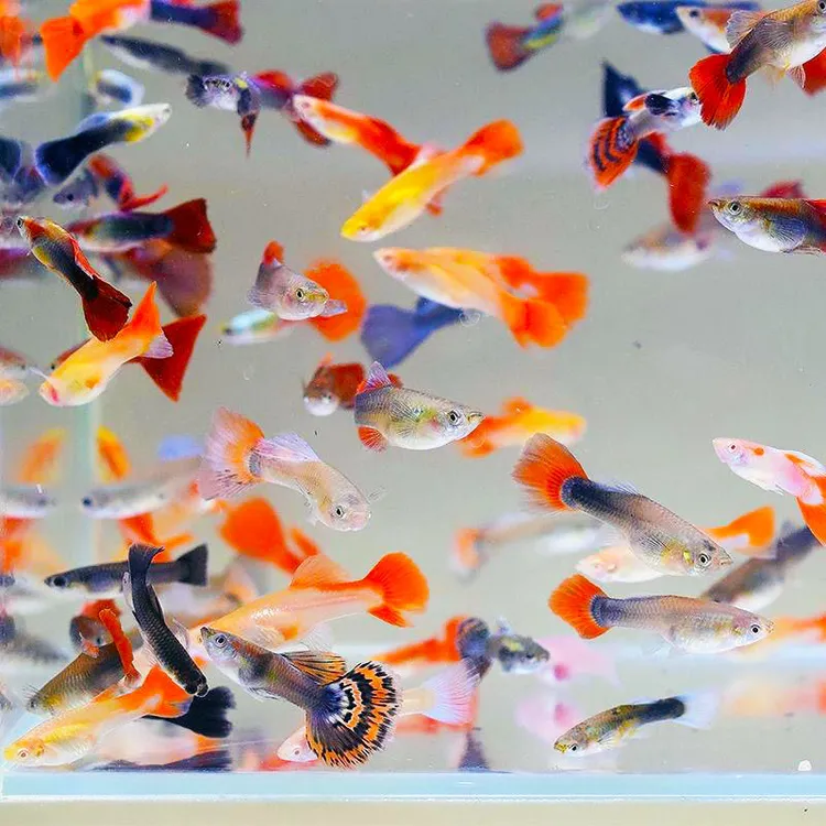 孔雀鱼大全家福9品种18条备损6条关注随机送3品种孔雀18条共36条