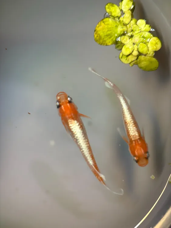 观背青鳉观赏鱼适合新手冷水鱼好养活鱼苗