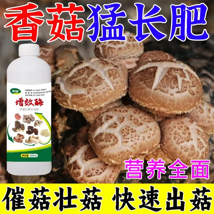 【一喷猛出菇】香菇专用肥增效酶香菇菌棒营养液强力催菇王防病增产