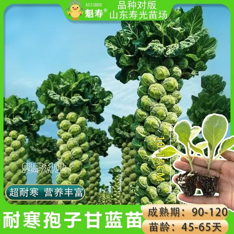 孢子甘蓝苗秧迷你食用小包菜当季高产抱子甘蓝苗四季耐寒耐热盆栽