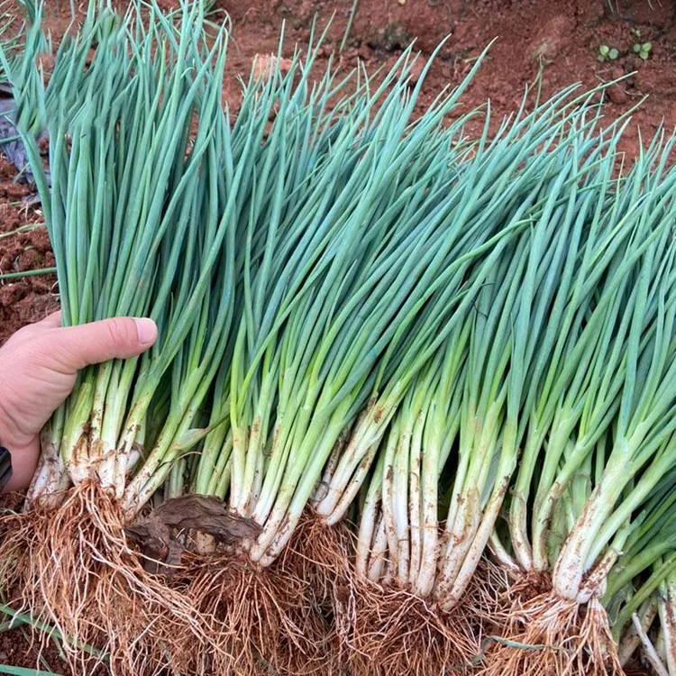 小香葱种子分多多分葱种籽