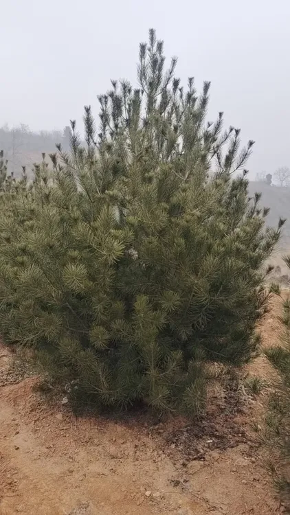 山西沁水白皮松(高3米，树冠2米)