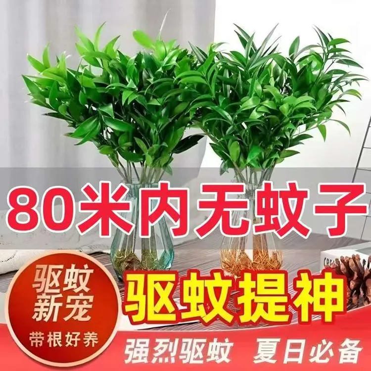 水培驱蚊竹柏驱蚊植物盆栽绿植室内花卉客厅防蚊植物水培花卉水养