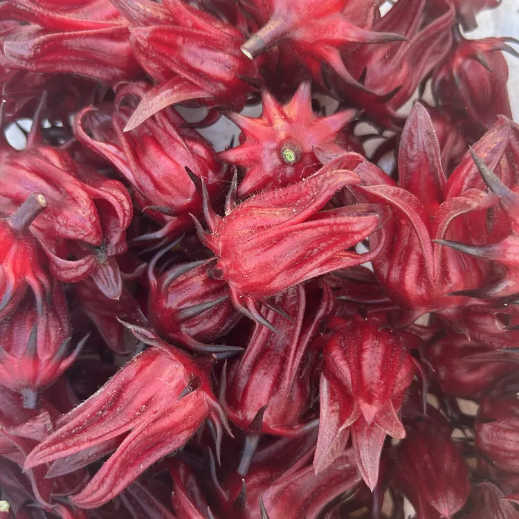 新鲜现摘洛神花红桃K可做果脯果酱泡酒酵素果茶原料