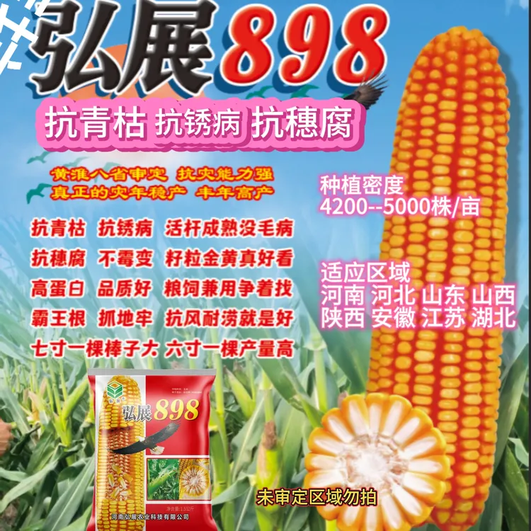 玉米种子矮杆大棒高产玉米种子抗青枯抗锈病抗穗腐抗倒伏玉米种子