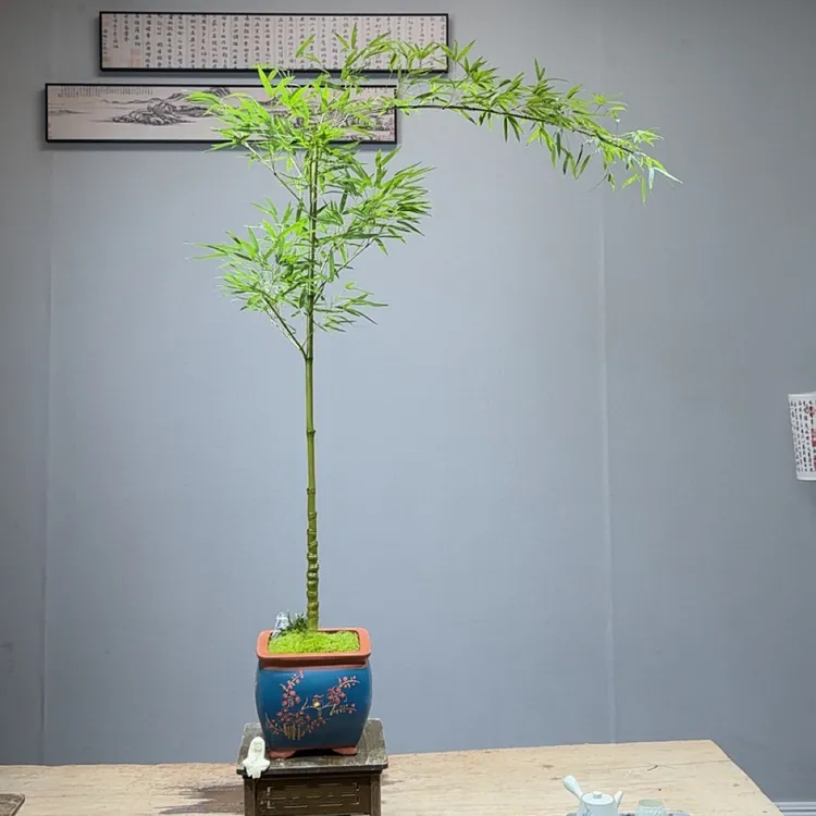 精品红杆飘枝竹盆景 室内高雅意境款，001219款【少东家