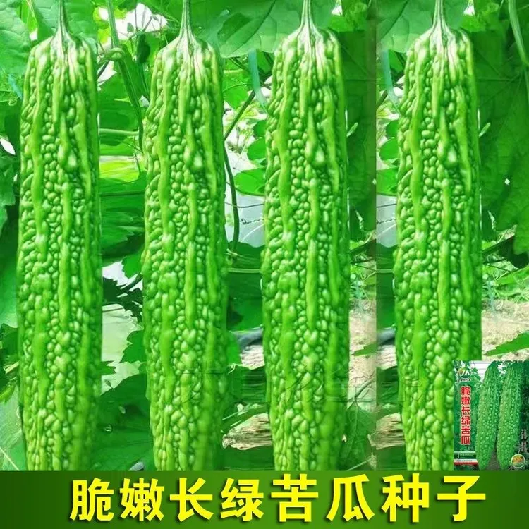 长绿苦瓜种子四季阳台季庭院阳台盆栽耐高温蔬菜种常绿苦瓜种籽
