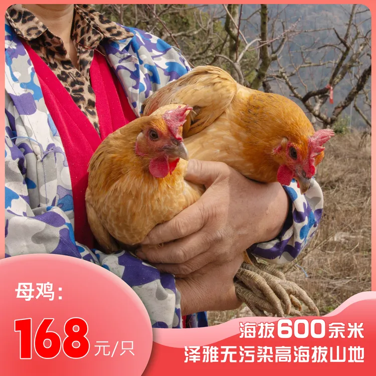 温州泽雅高山散养大母鸡