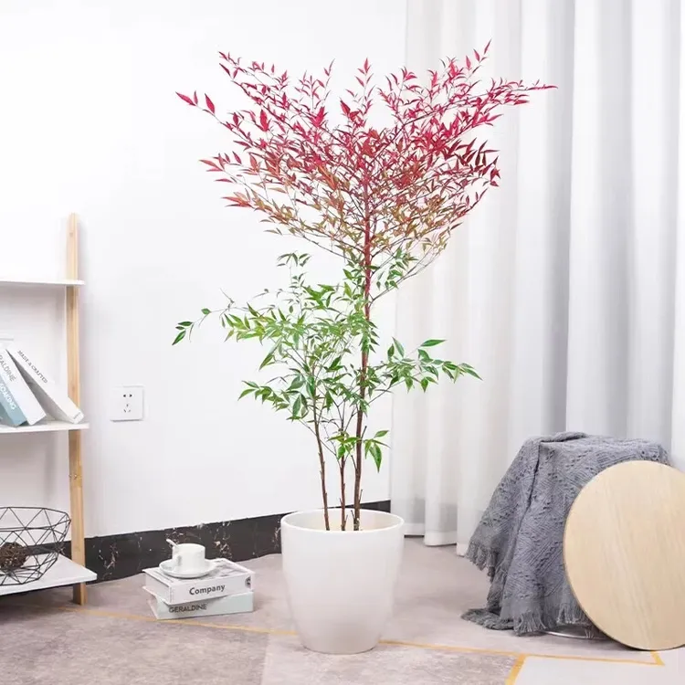 精品南天竹老桩带土球室内外造景耐寒耐热好养绿植盆栽