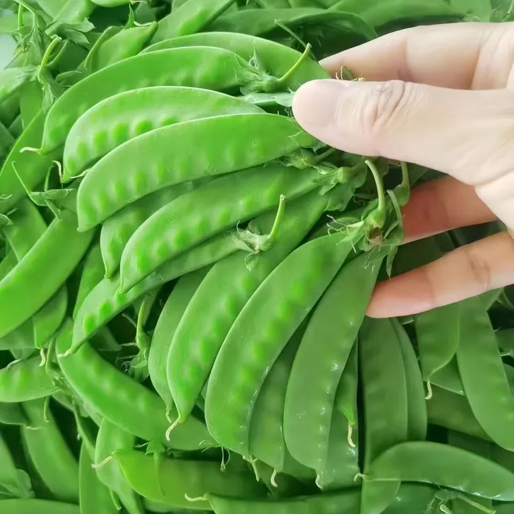 【商超精品】云南山地荷兰豆露天种植脆甜爽口青豆荚产地直发