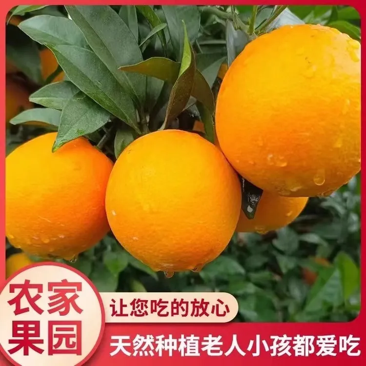 【产地直发】赣南脐橙产地直发新鲜采摘包邮皮薄肉嫩多汁赣南脐橙