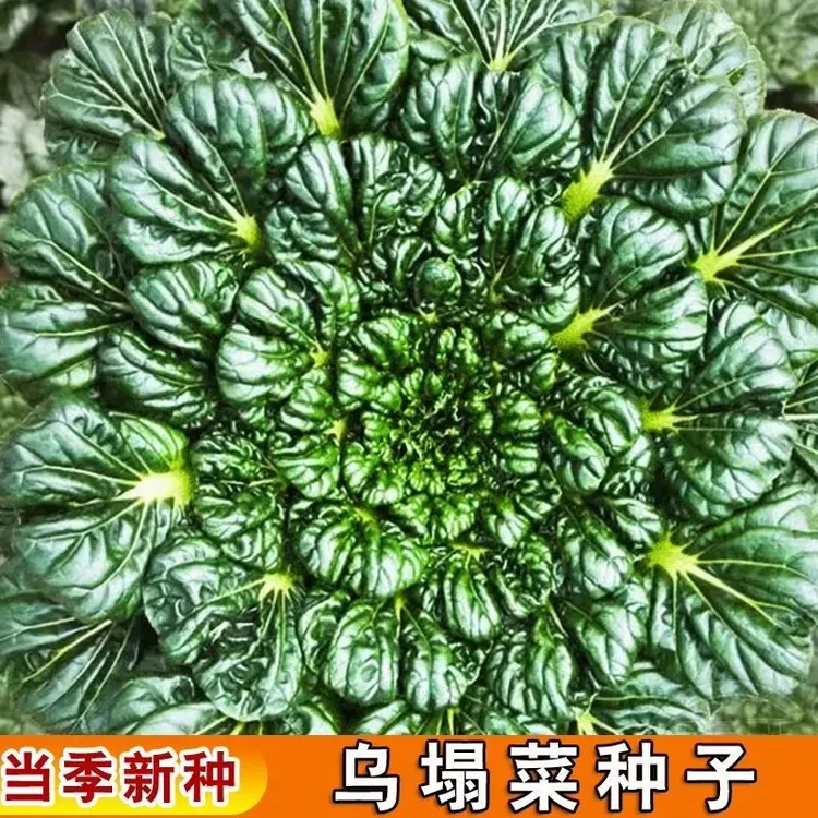 越冬乌塌菜黑心乌蔬菜种子乌菜黑菜种籽泡泡青菜秋季冬季蔬菜种子