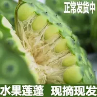 老俵情 广昌莲蓬 应季水果莲3斤