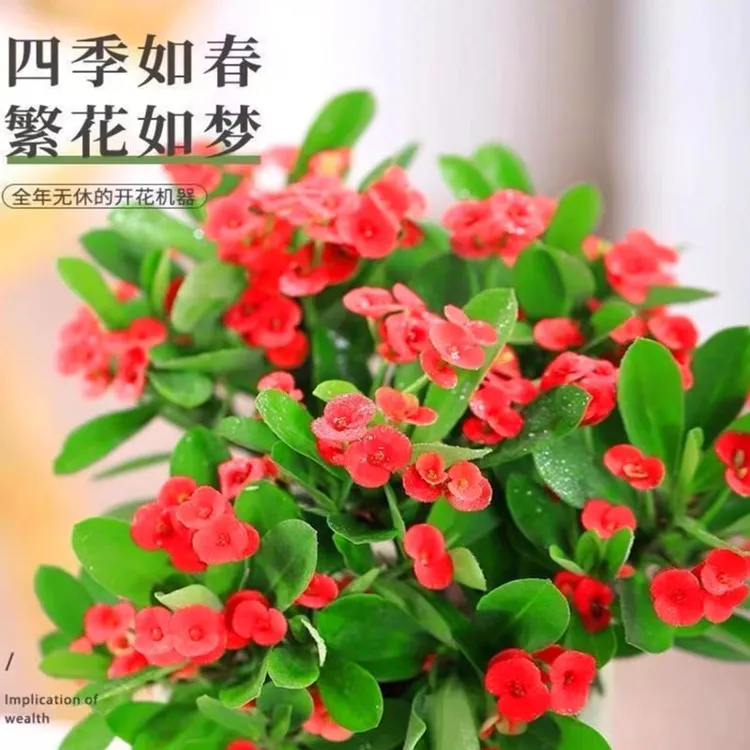 3盆铁海棠【虎刺梅带花发货】 四季开花植物盆栽室内客厅阳台植物