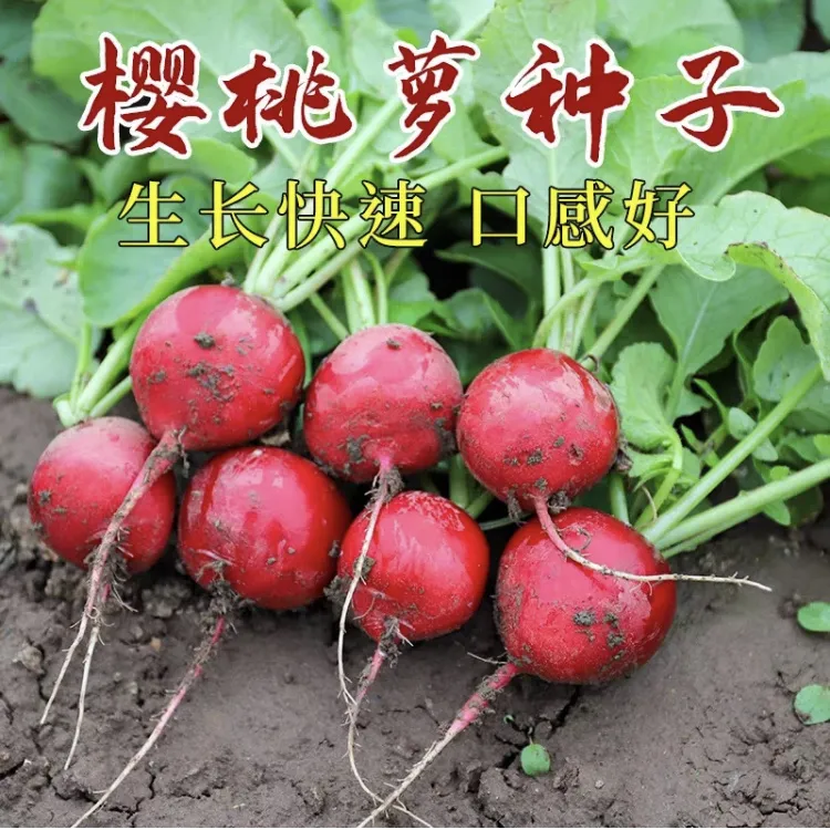 【樱桃萝卜种子】家庭阳台小院盆栽地栽四季种植