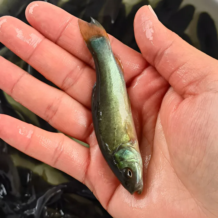 丁桂鱼 水族活体