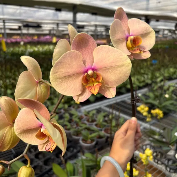 【梦幻巴比伦 1花剑】3.0寸蝴蝶兰花苗（叶片微瑕）