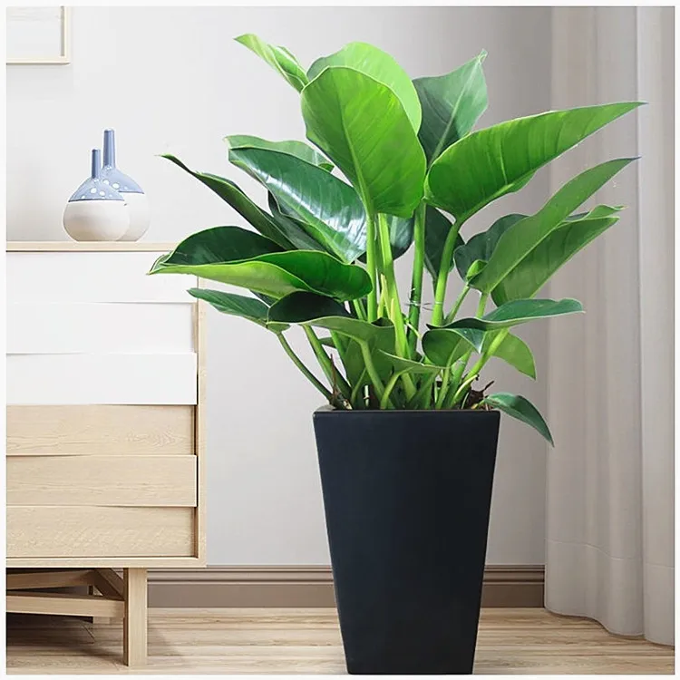 室内大型绿植大叶金钻盆栽 四季长青净化空气室内花卉盆栽