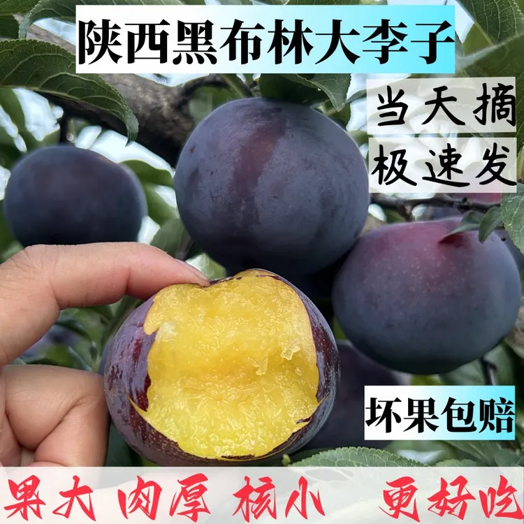 陕西黑布林大李子黑琥珀 自然成熟现摘现发酸甜孕妇水果2/3/5/8斤