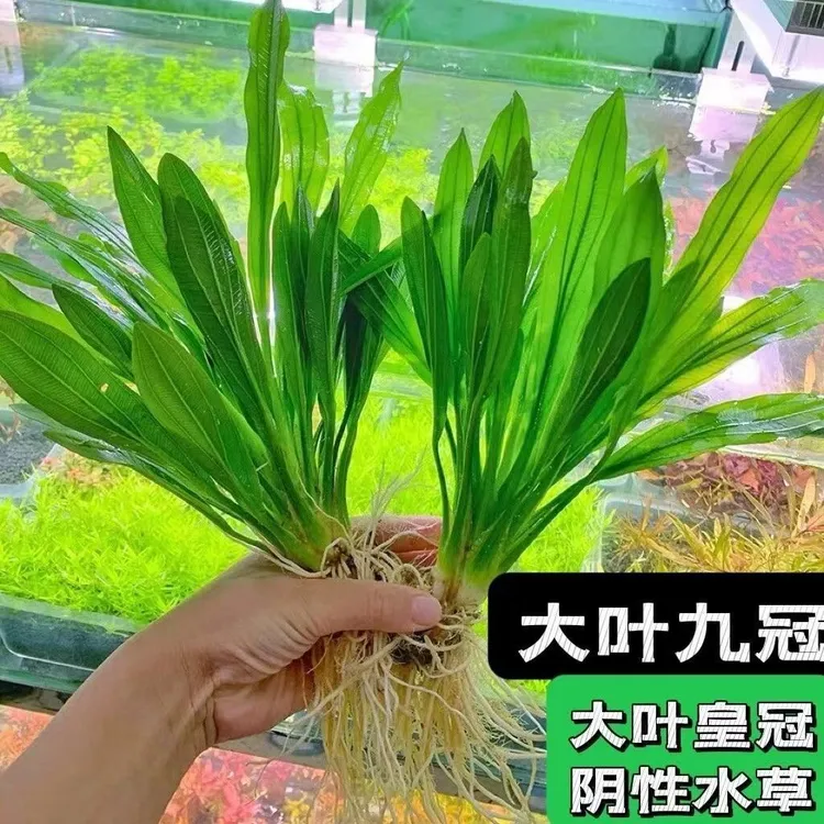 大叶九冠鱼缸造景新手懒人绿菊水草植物套餐真水草清洁鱼缸
