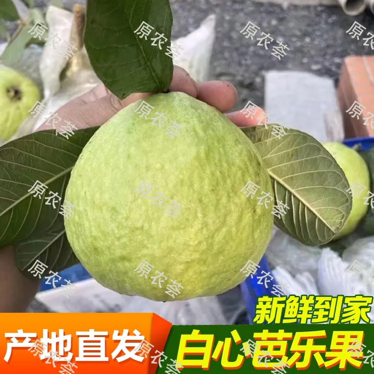 原农荟（脆芭乐3斤/5斤）南沙万顷沙白心松脆珍珠番石榴低糖（顺丰）