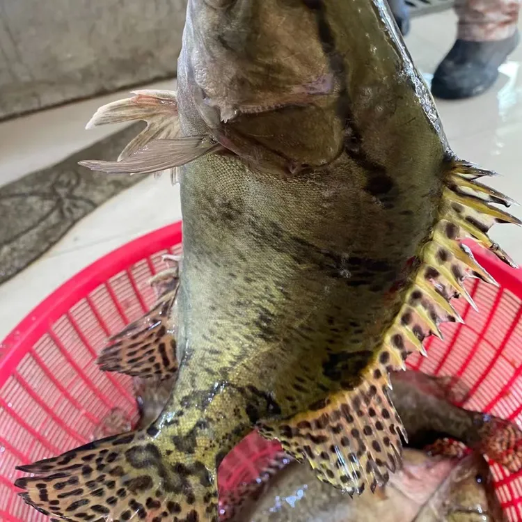 东北冷水野生鳌花鱼 ，淡水鱼之王，肉质鲜美