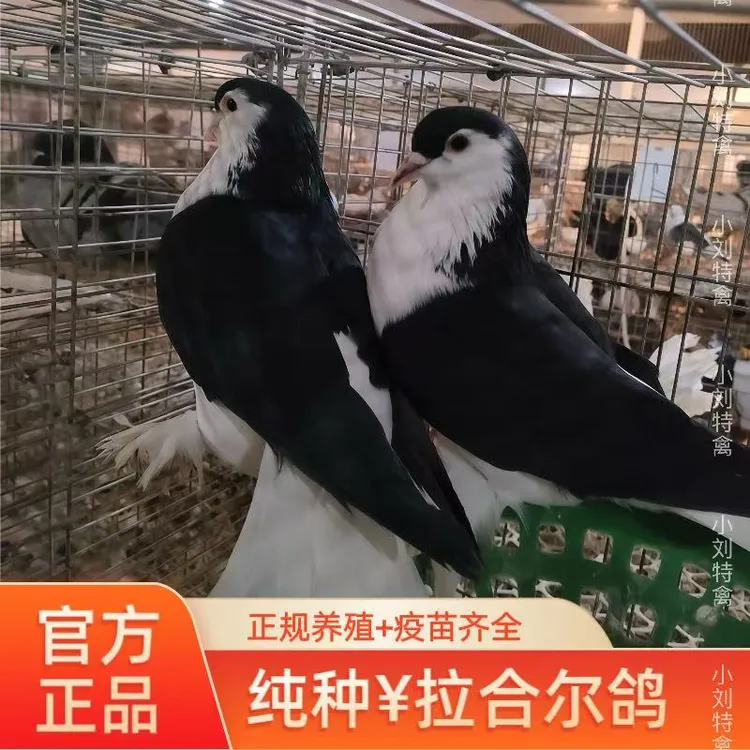 企鹅鸽子蓝色拉合尔鸽子黑色拉合尔鸽观赏鸽子蓝拉鸽子种鸽元宝鸽