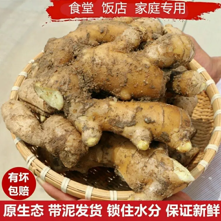 山东大姜新鲜姜带泥姜生姜老黄姜老姜月子姜姜汤新鲜批发蔬菜