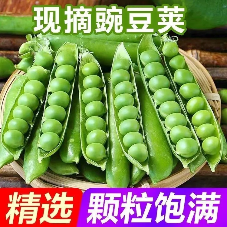 【现摘现发】云南豌豆露天采摘新鲜豌豆带壳现摘豌豆荚批发