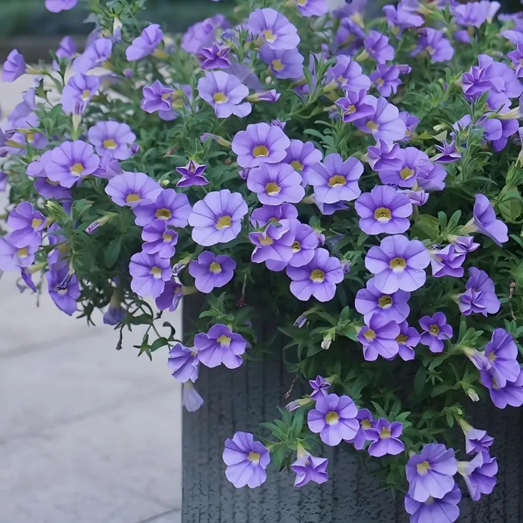 百万小玲带花苞阳台垂吊花卉舞春花植物庭院牵牛花盆栽喇叭花苗