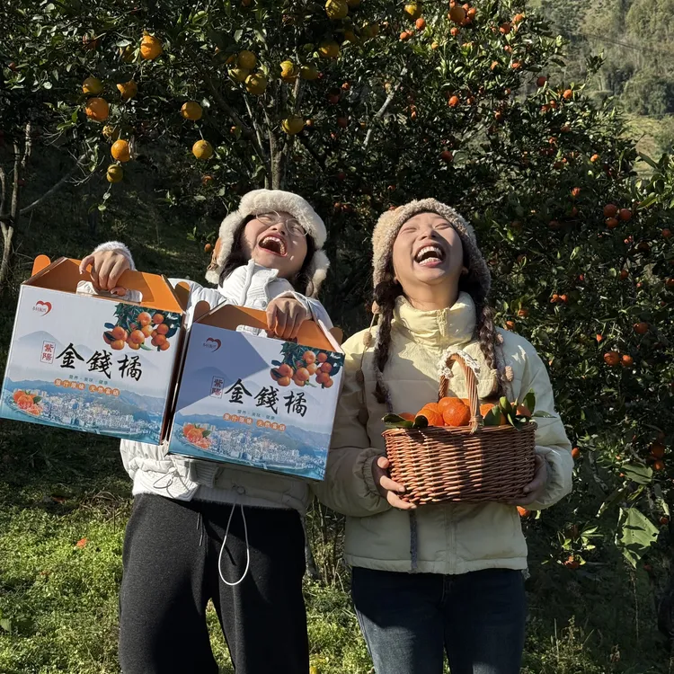 【礼盒装】紫阳金钱橘本地老品种焕古产地酸甜可口【顺丰包邮】