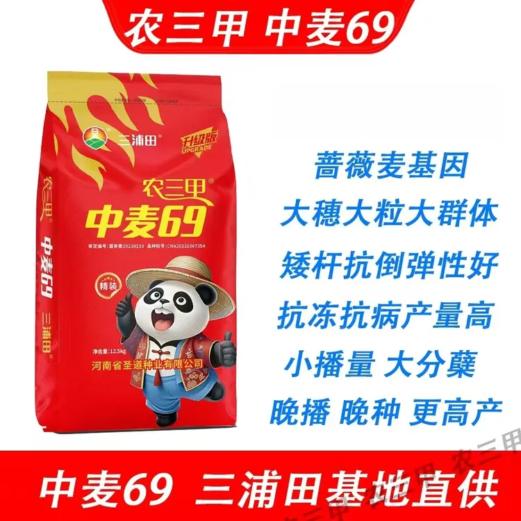 国审中麦69(农三甲)矮杆大穗超抗倒伏挑战高产1688耐旱品种