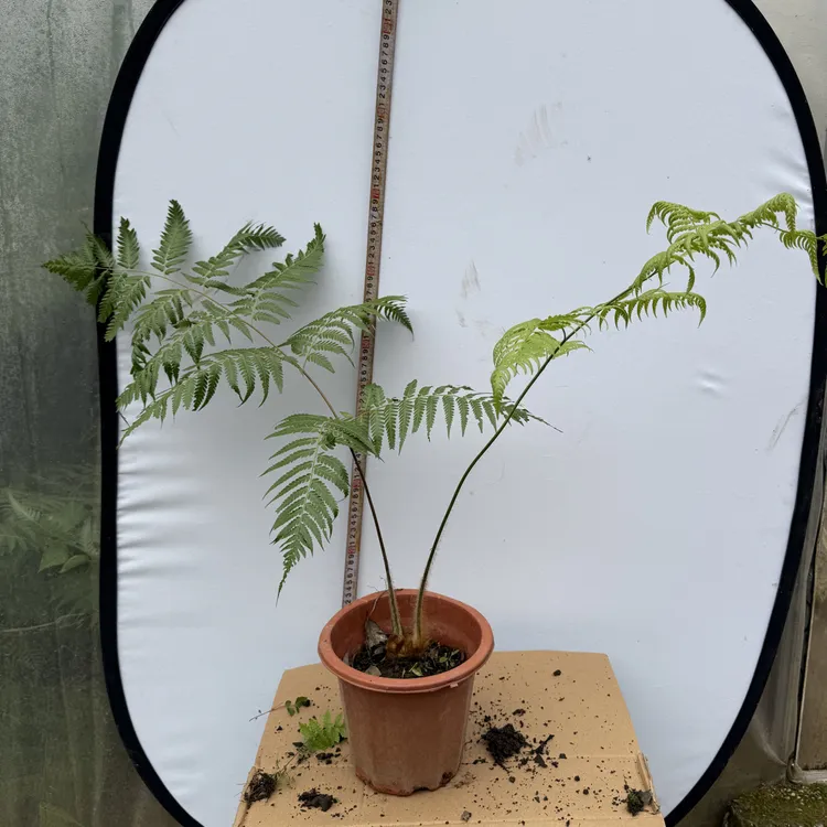 金毛狗蕨（人工繁育）茶室绿艺