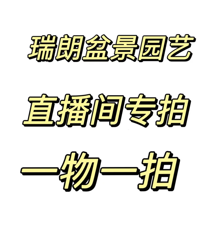 小叶雀舌庭院别墅地景造型罗汉松一物一拍大梅沙