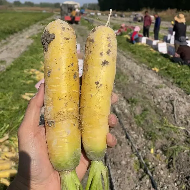 新疆黄萝卜5斤新鲜蔬菜脆甜爽口手抓饭配菜生吃营养丰富新疆发货