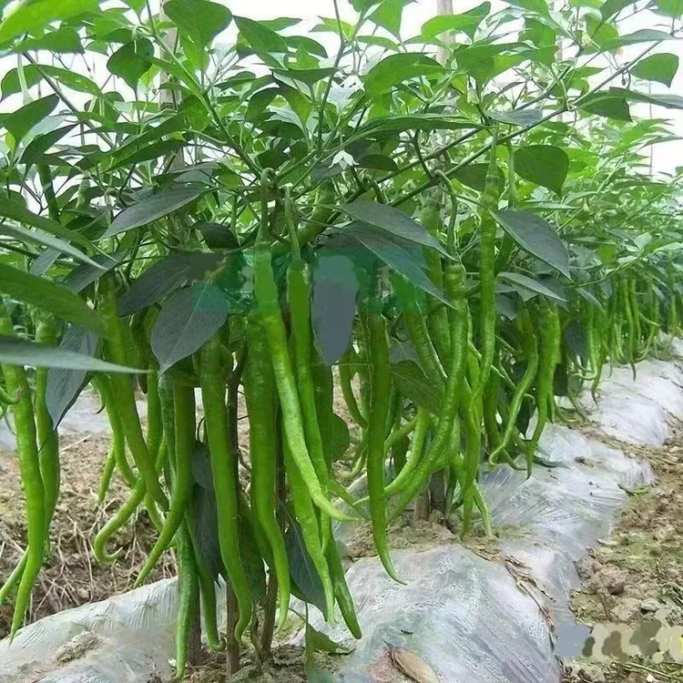 高产长线椒薄皮辣椒苗秧苗带土青红两用阳台盆栽辣椒苗根苗商品图