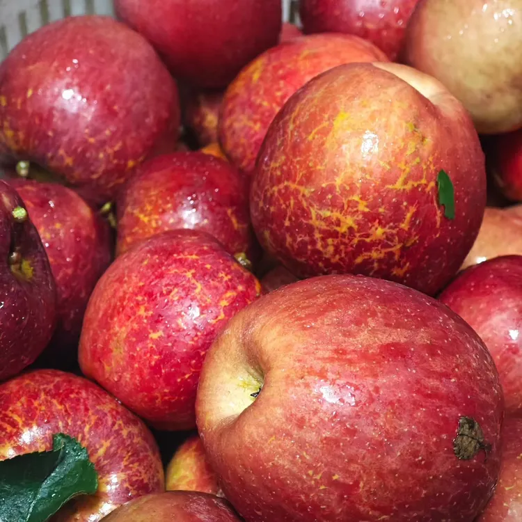 大凉山丑苹果新鲜现摘脆甜多汁当季水果