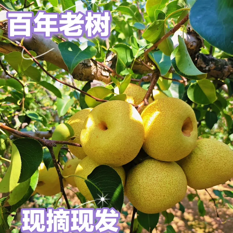 酥梨新鲜现摘现发皮薄多汁爆甜脆香特产水果