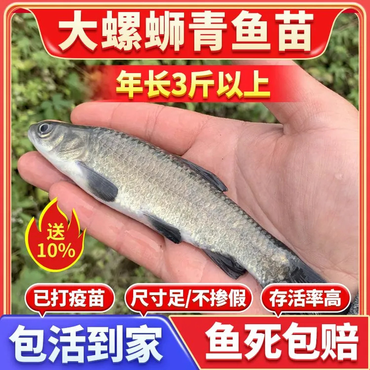 优质螺蛳青鱼苗正宗乌棒皖鱼灰草鱼苗批发淡水养殖食用宠物活体鱼