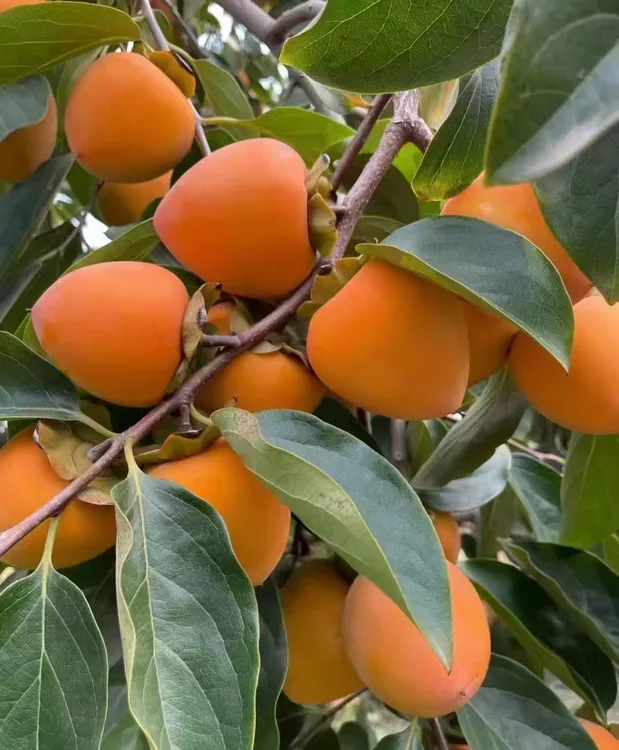 2025陕西富平柿饼上新软糯香甜唇齿留香入口醇香自然馈赠