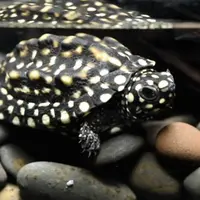 斑点黑池龟可爱漂亮