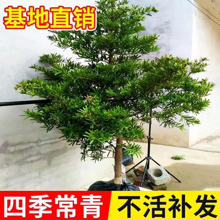 罗汉松树苗柏树耐寒植物室外庭院迎客松大树松树小苗盆栽造型名贵