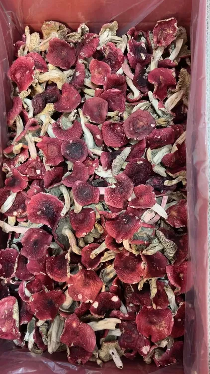 云南三角开红菇新货适合孕产妇食补炖汤佳品