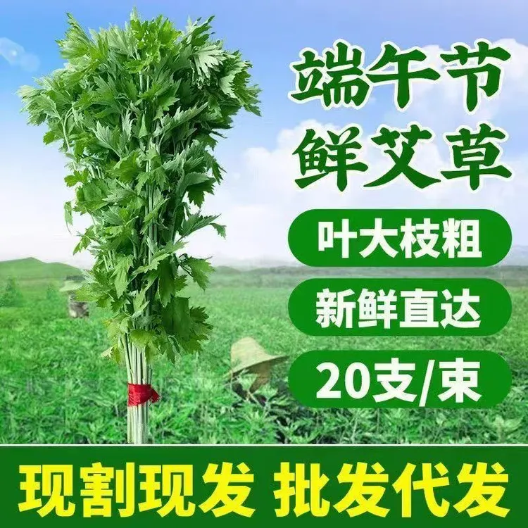新鲜端午节艾草艾叶整长棵艾叶草挂门野艾叶全株味浓香驱蚊批代发