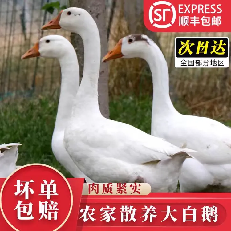 【顺丰包邮】农家散养白鹅新鲜大鹅整只宰完净重6.5-7斤带心肝