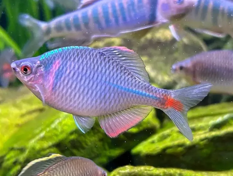 七彩高体鳑鲏鱼   一盘一拍