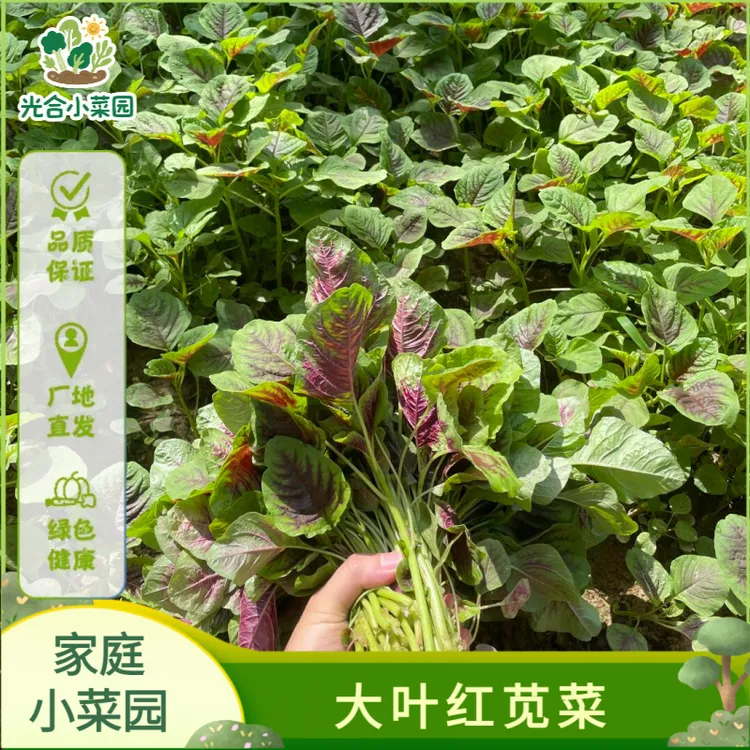 大叶红苋菜种子苋菜籽四季菜种大全阳台种植蔬菜种子圆叶盆栽蔬菜