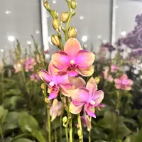 《韩国水晶》花瓣厚实蝴蝶兰网红款办公室室内盆栽